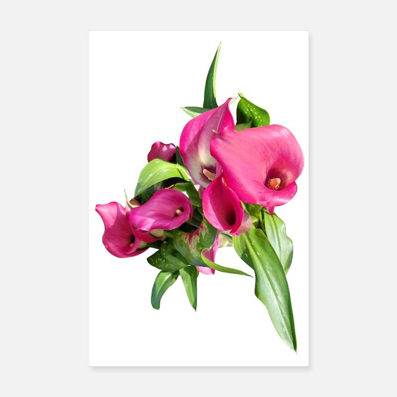 Art du bouquet Calla rose Poster 20 x 30 cm