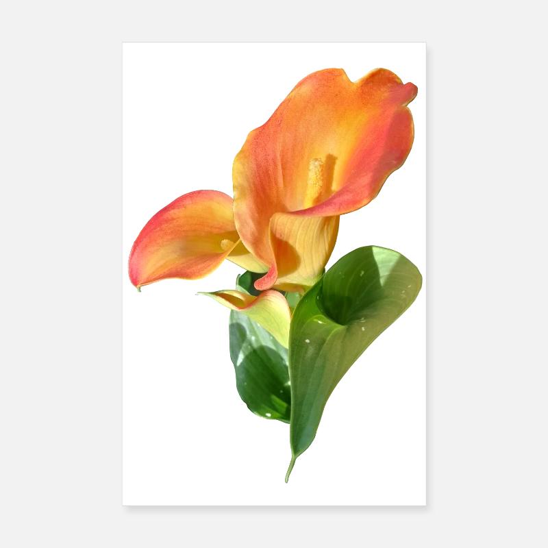 Orange Calla Blütenzauber Poster 20x30 cm
