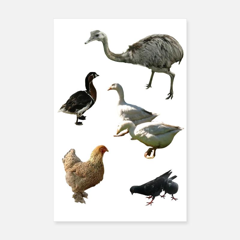 Volaille Poster 20 x 30 cm