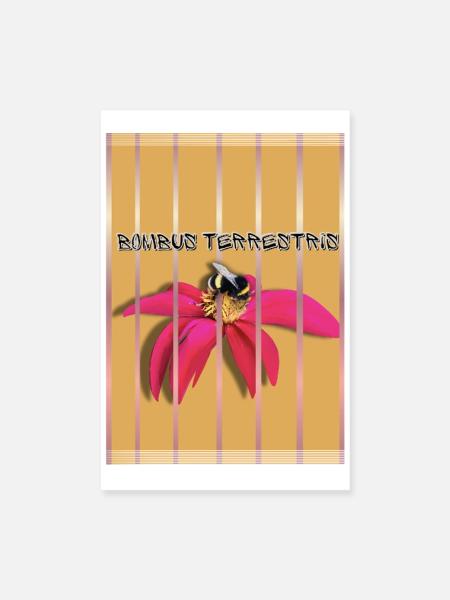Bombus Terrestris auf Blüte - Poster 20x30 cm - Weiß