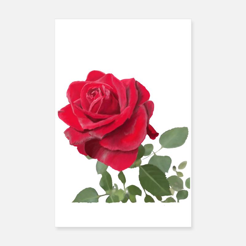 Rote Rose - Poster 20x30 cm - Weiß