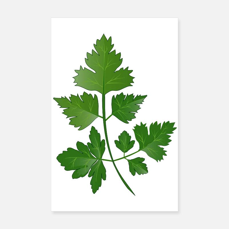 branche de persil dessiné à la main Poster 20 x 30 cm