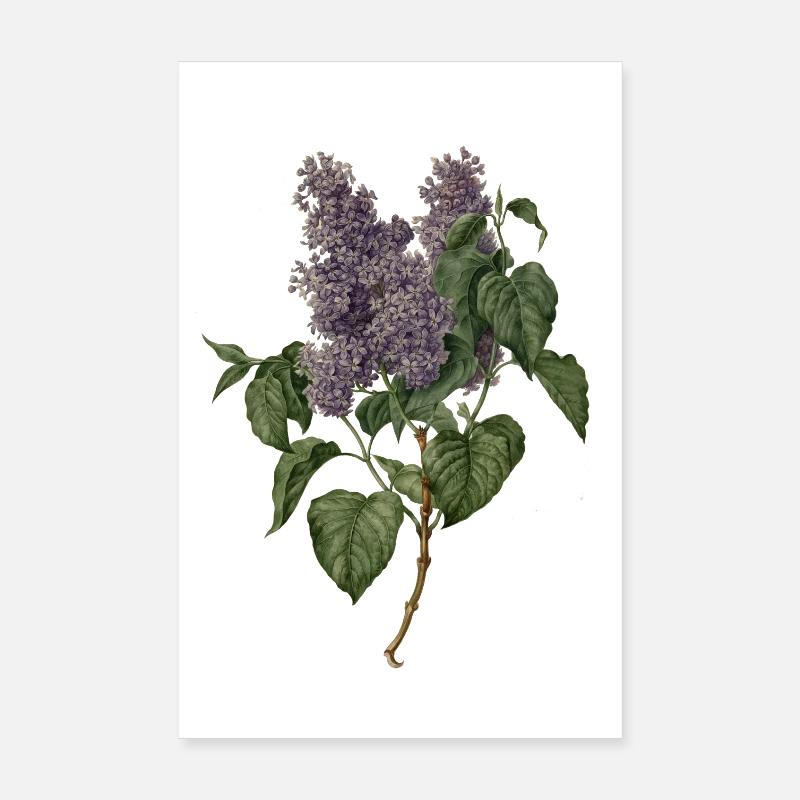 Flieder – lilac - Poster 20x30 cm - Weiß