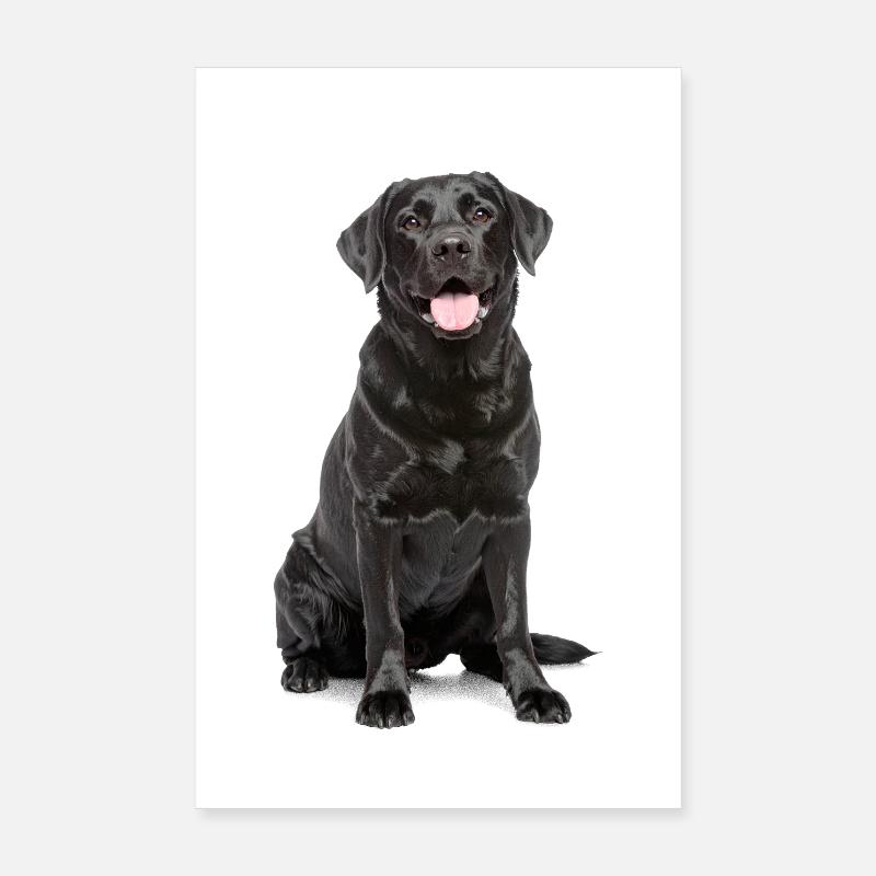Labrador noir – Loyal, adorable et charmant Poster 20 x 30 cm