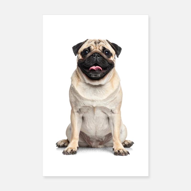 Mops – Charmant, knuffig & voller Liebe! Poster 20x30 cm