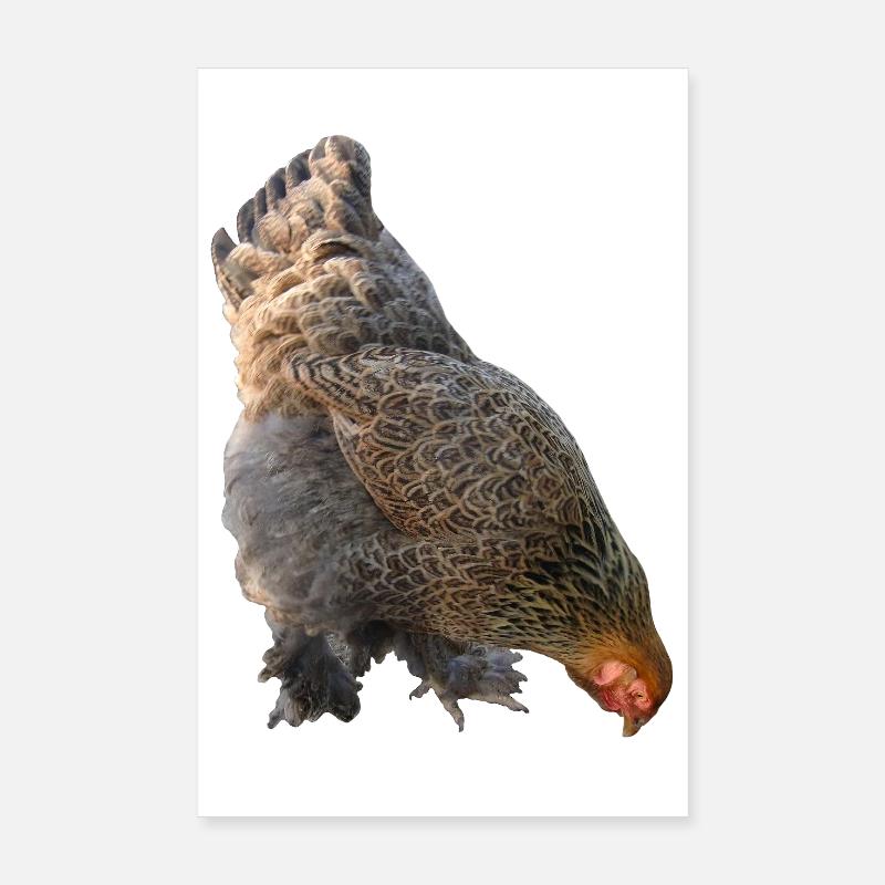 Huhn - Poster 20x30 cm - Weiß