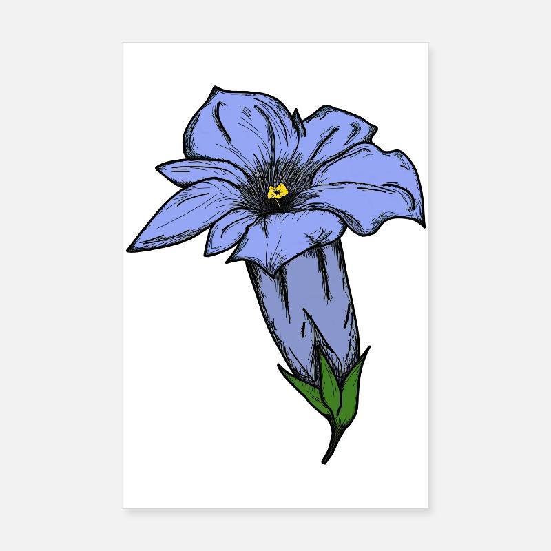 Gentian, drawn - Poster 8" x 12" (20x30 cm) - white