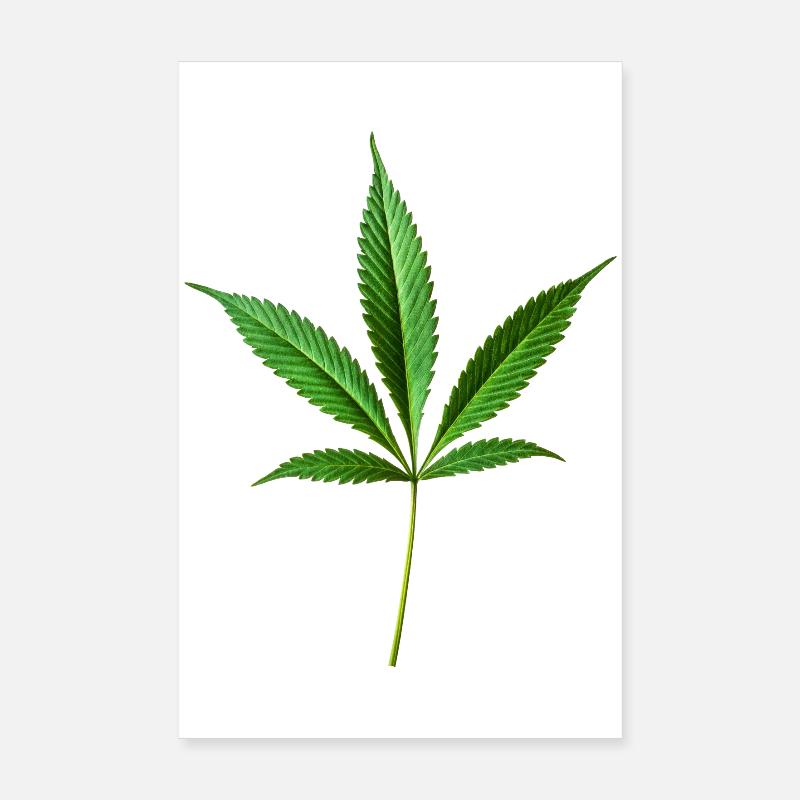 Marijuana Hemp (Cannabis) Poster 8" x 12" (20x30 cm)