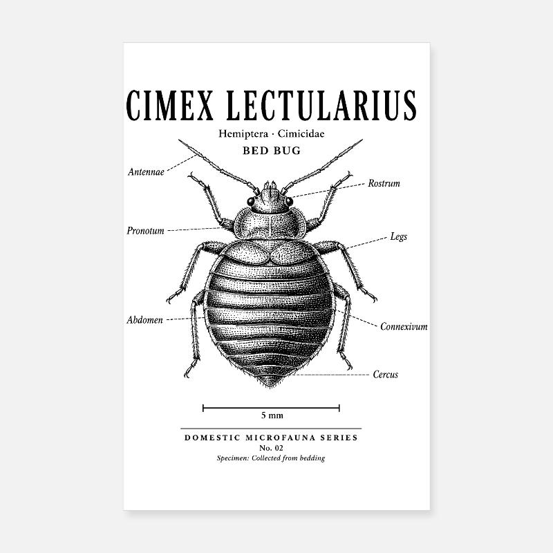 Punaise de lit – Microfaune domestique n° 02 Poster 20 x 30 cm