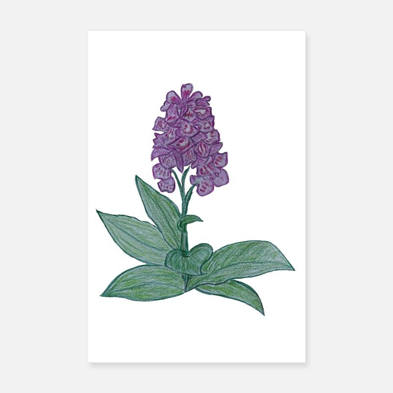 orchidée danoise - Poster 20 x 30 cm - blanc