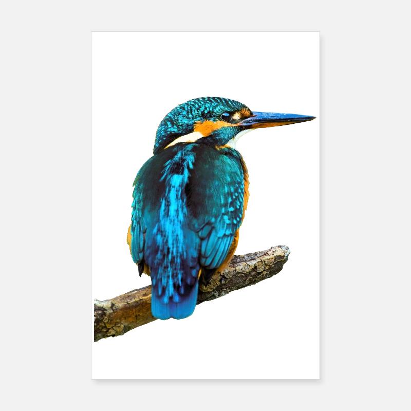Martin-pêcheur Alcedo à ce Poster 20 x 30 cm