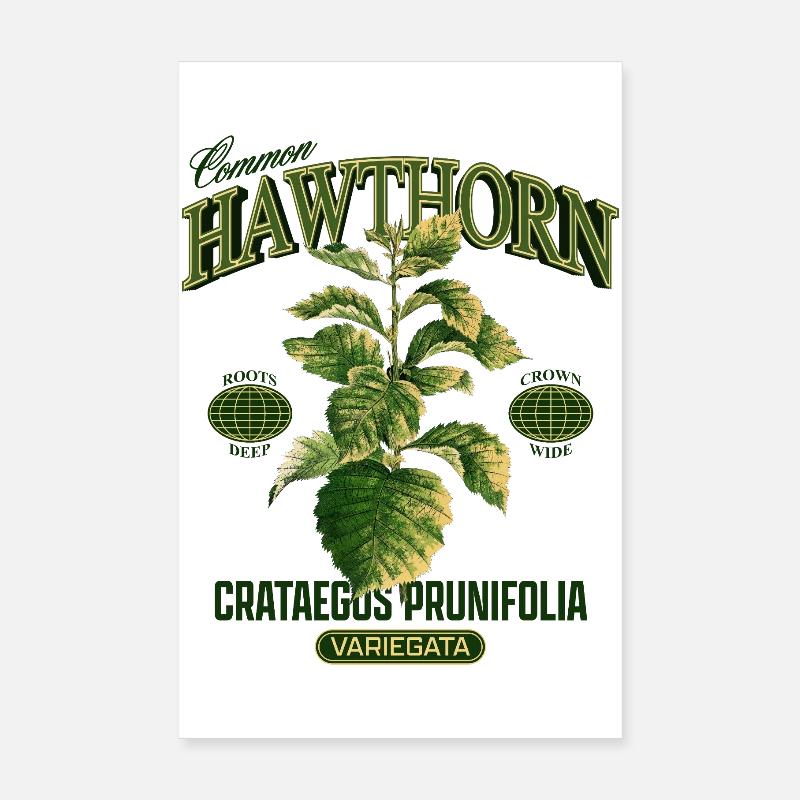 Common Hawthorn Botanical Art Poster 8" x 12" (20x30 cm)