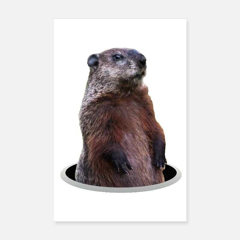 Marmotte - Poster 20 x 30 cm - blanc