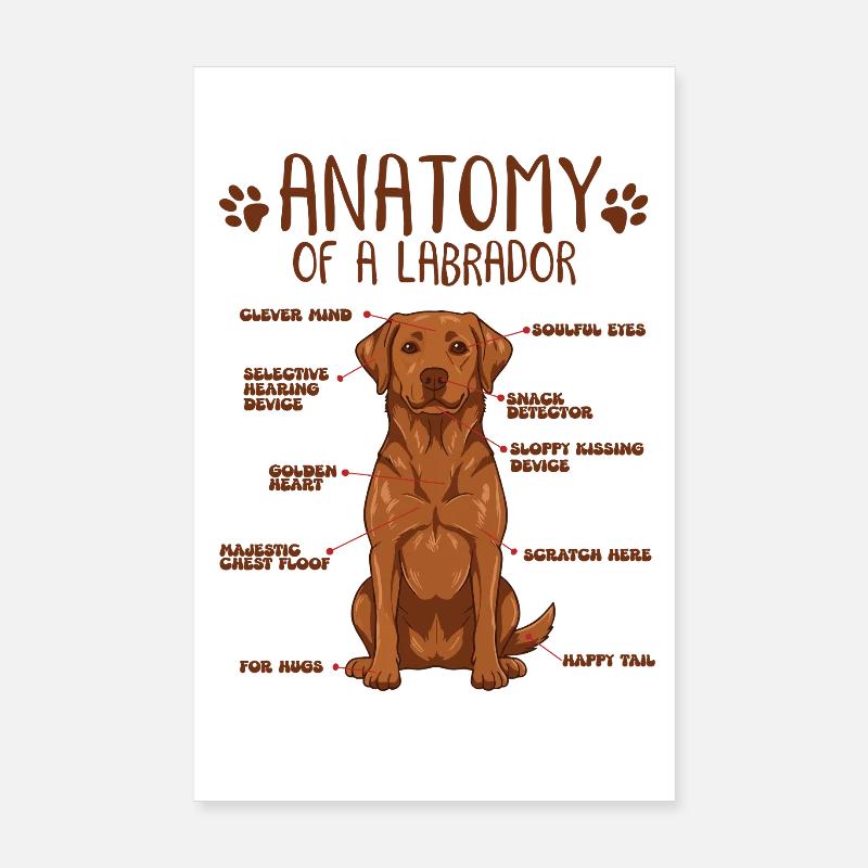Anatomy of a Fox Red Labrador Poster 8" x 12" (20x30 cm)