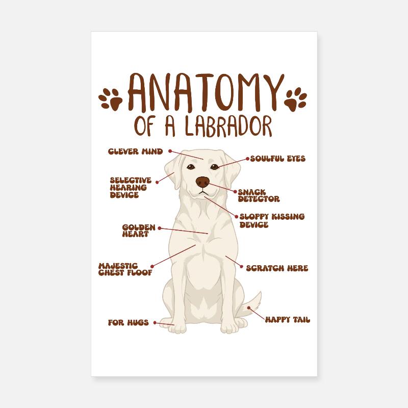 Anatomie eines white Labradors Poster 20x30 cm