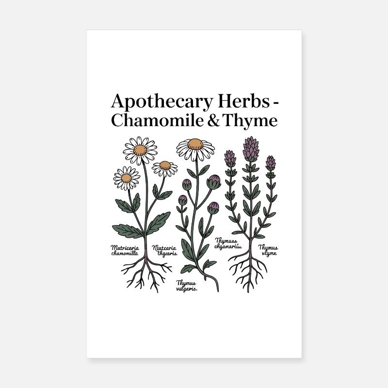 Chamomile & Thyme Medicinal Plants Poster 8" x 12" (20x30 cm)