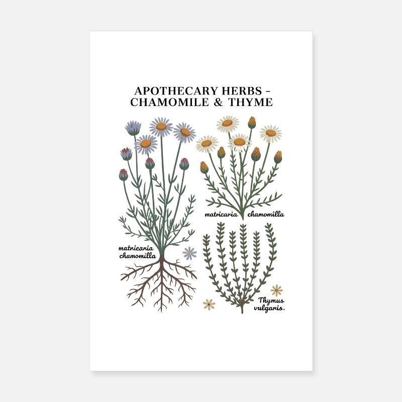 Apothecary Herbs – Chamomile & Thyme Poster 8" x 12" (20x30 cm)