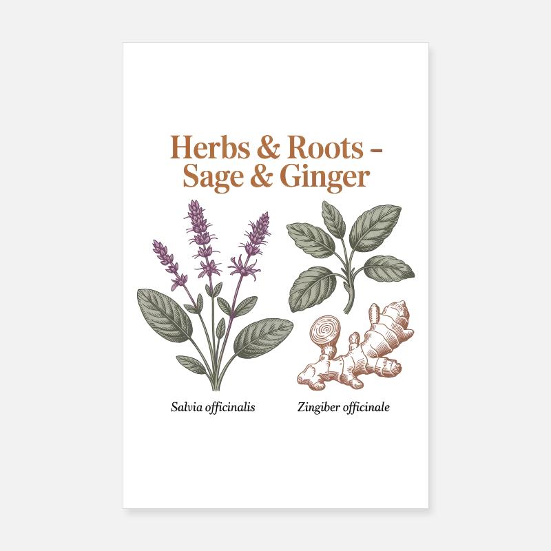 Botanical Herbs - Sage & Ginger Poster 8" x 12" (20x30 cm)