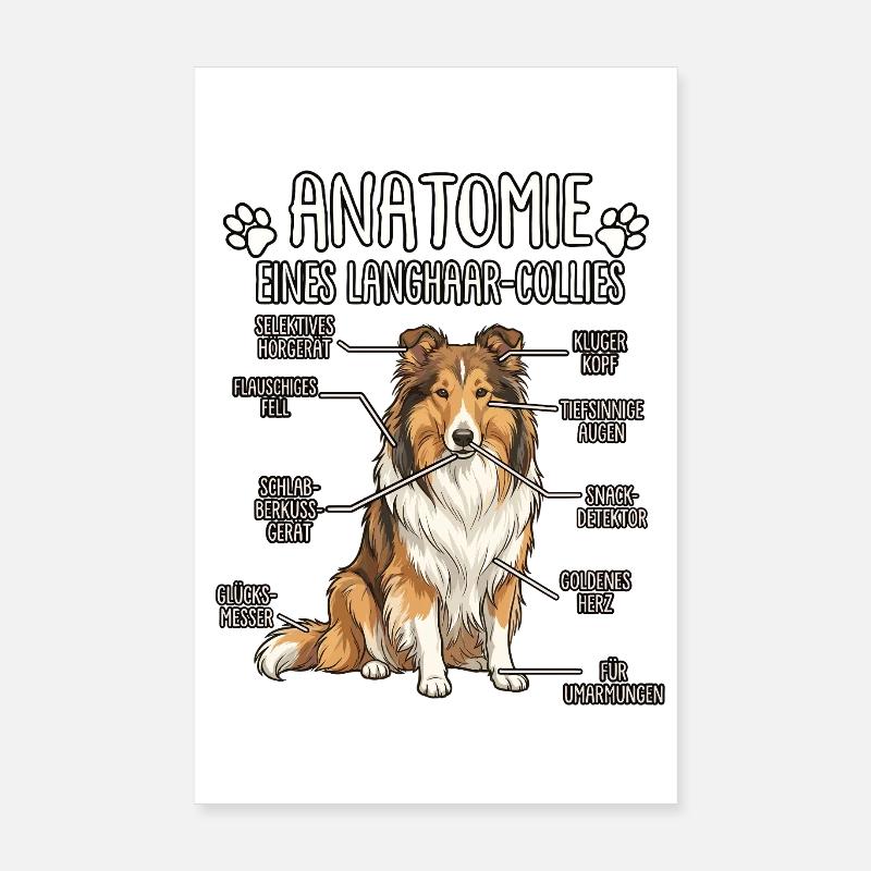 Collie à poils longs : La véritable anatomie Poster 20 x 30 cm
