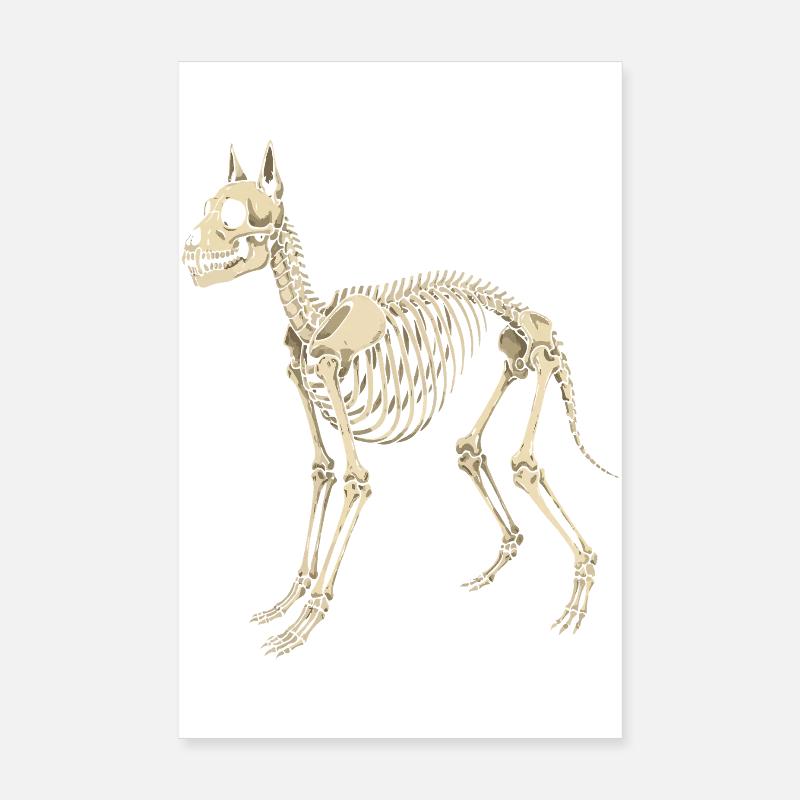 Plan du squelette canin Poster 20 x 30 cm