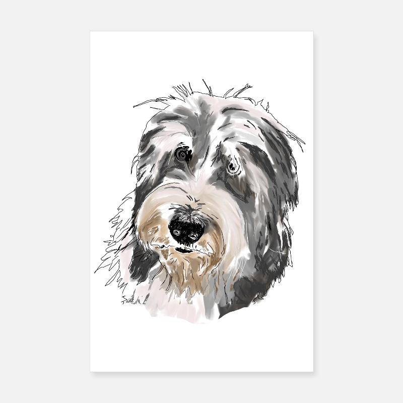Bearded Collie - Poster 8" x 12" (20x30 cm) - white