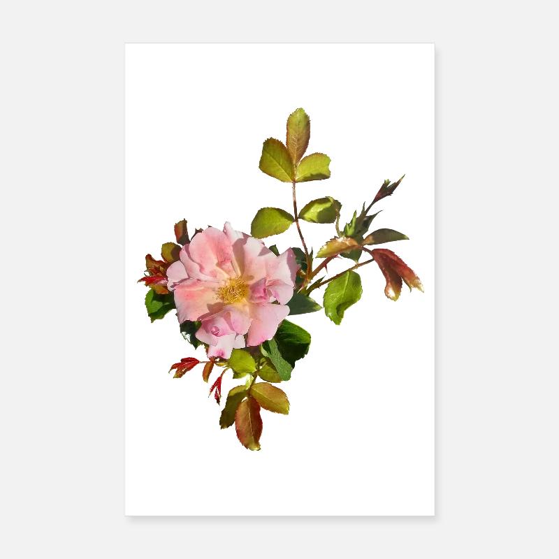 Delicate Pink Rose Blossom Poster 8" x 12" (20x30 cm)