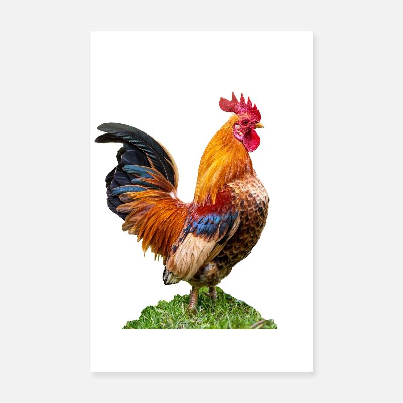 proud male rooster. Cropped,Chef icon Poster 8" x 12" (20x30 cm)
