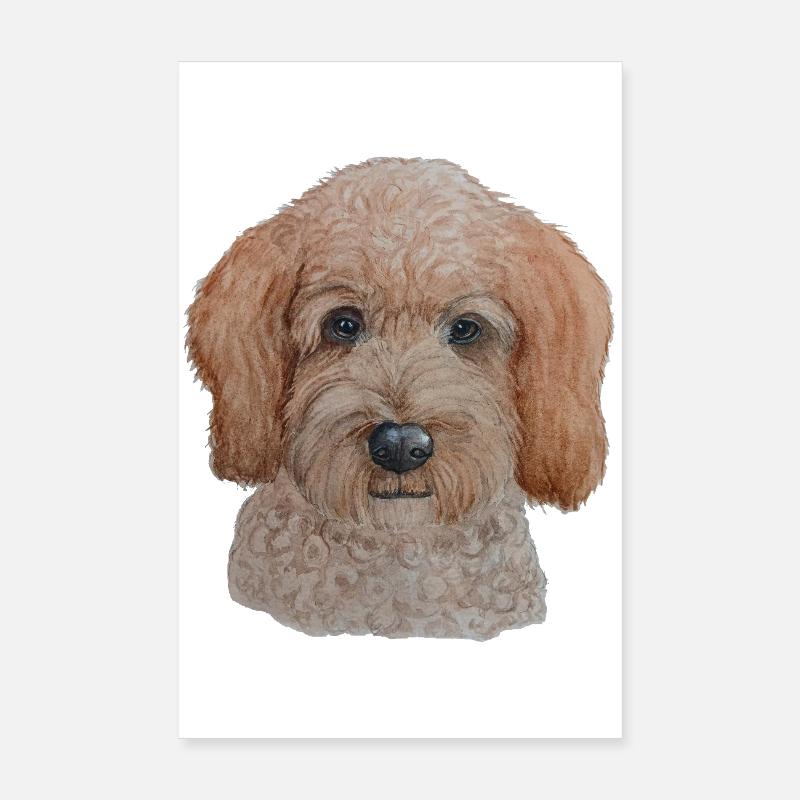 Labradoodle - Poster 20x30 cm - Weiß