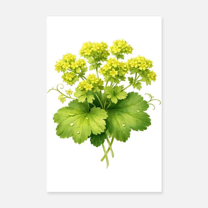 Plante de manteau de dame avec des fleurs Poster 20 x 30 cm