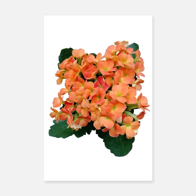 FRÜHLINGSBLUMEN (orange) Poster 20x30 cm
