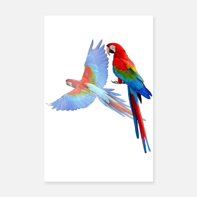 Papagei Poster 20x30 cm