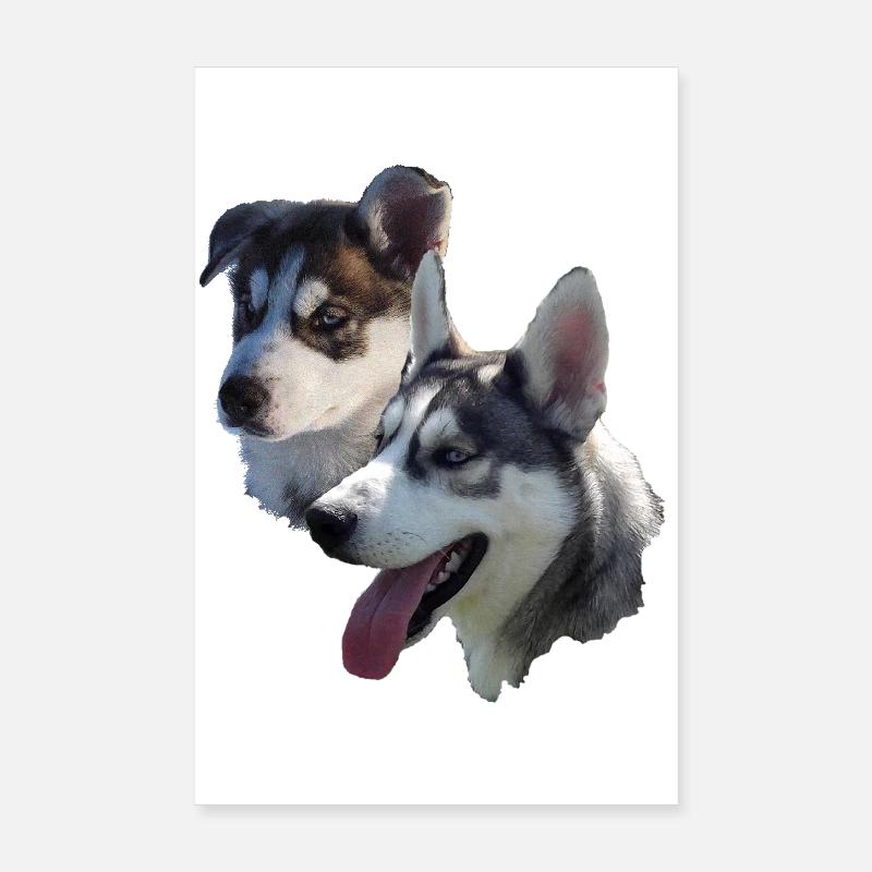 Husky Doppelportrait - Poster 20x30 cm - Weiß