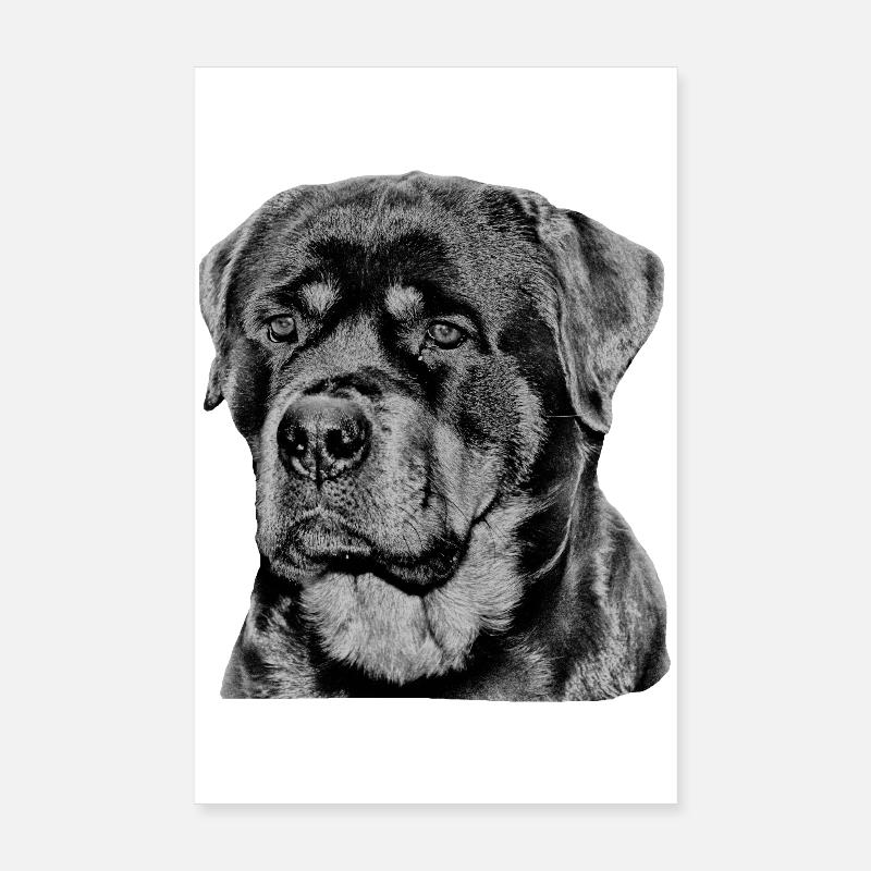 Rottweiler chien chien de garde chiens - Poster 20 x 30 cm - blanc