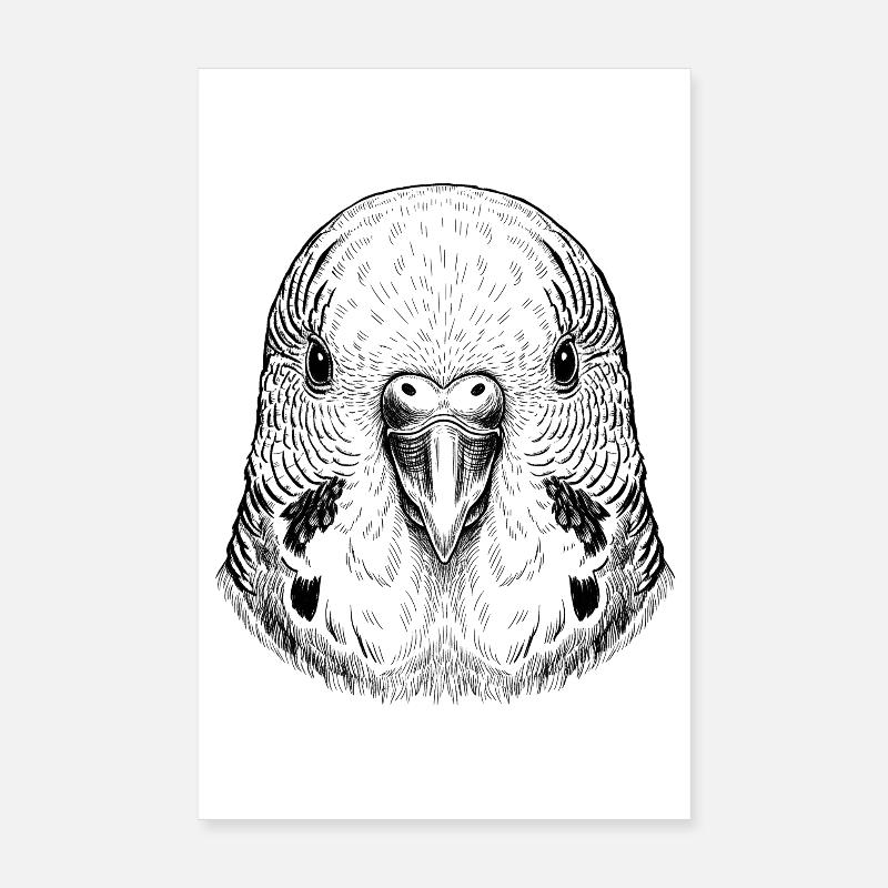 Wellensittich - Poster 20x30 cm - Weiß