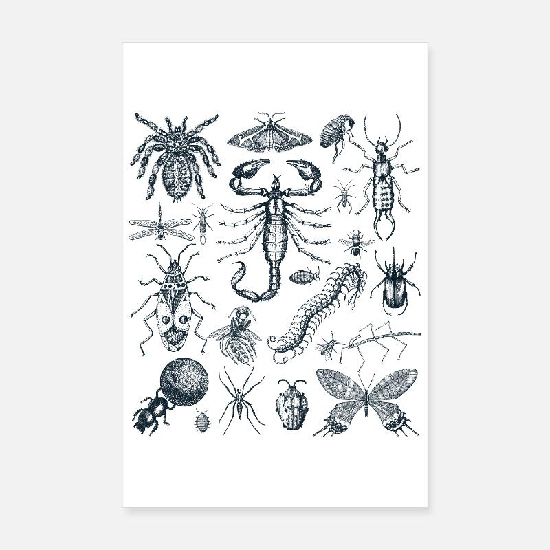 Passionné d’insectes, insectes, spécimen d’insectes Poster 20 x 30 cm