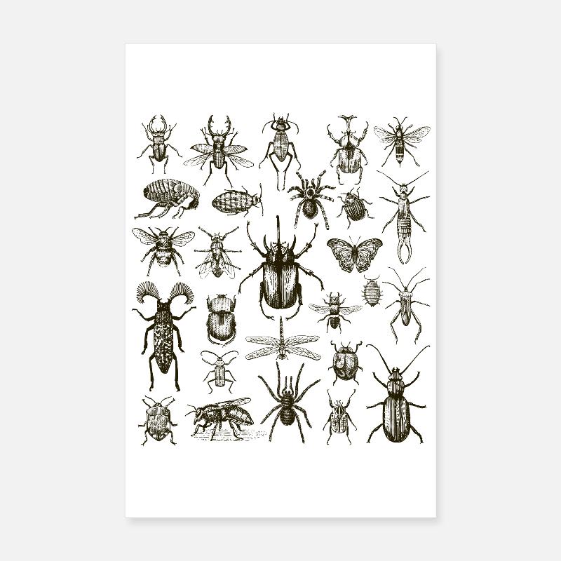 Insect Lover, Bug Enthusiast Poster 8" x 12" (20x30 cm)