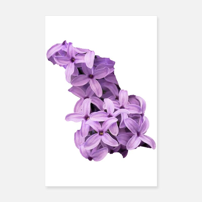 Fliederblütencluster Poster 20x30 cm
