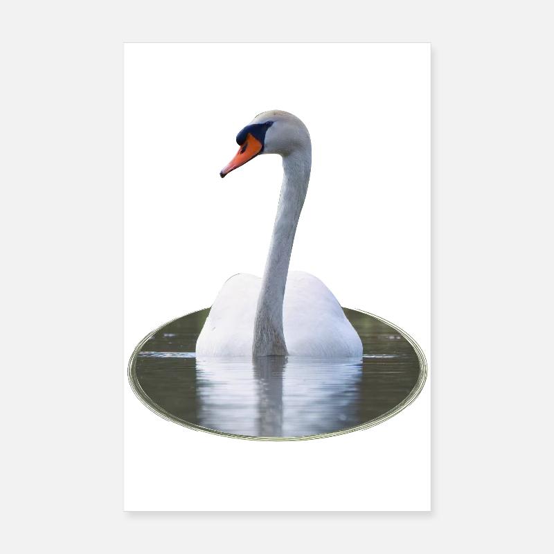 Cygne élégant sur une eau calme Poster 20 x 30 cm