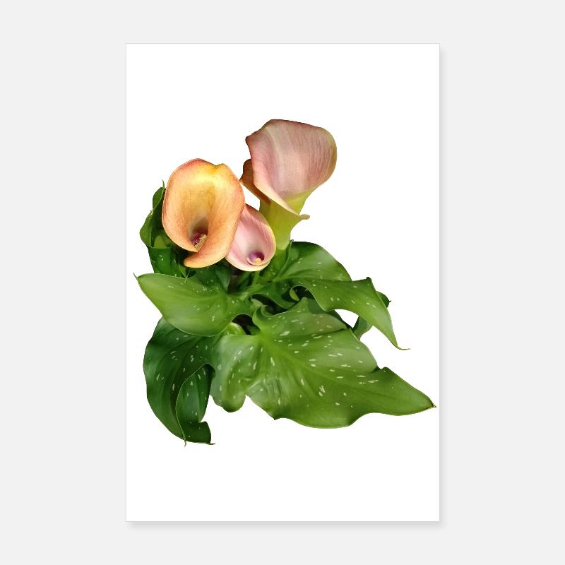 Fleurs de Calla en vert Poster 20 x 30 cm