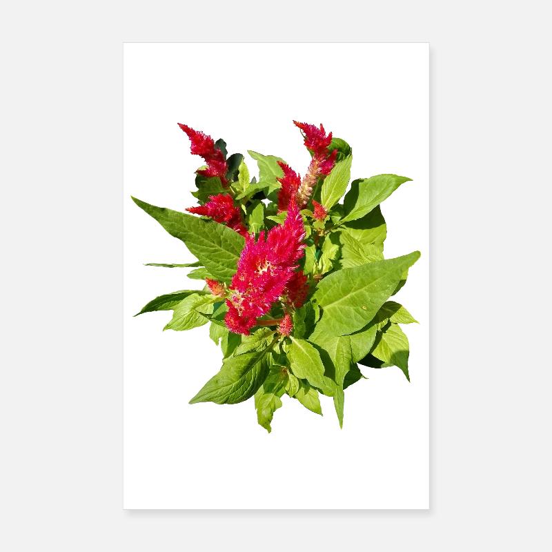 ROTE CELOSIEN - Poster 20x30 cm - Weiß