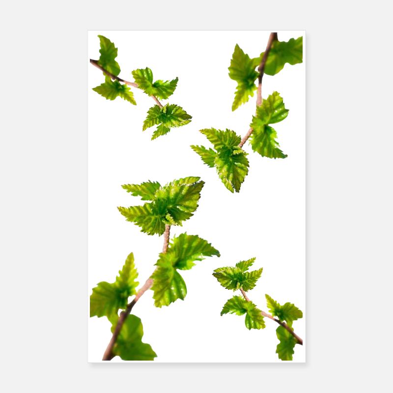 BIRKE - Poster 20x30 cm - Weiß
