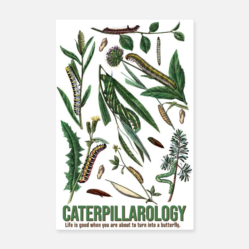 Caterpillarology Nature Study Poster 20x30 cm