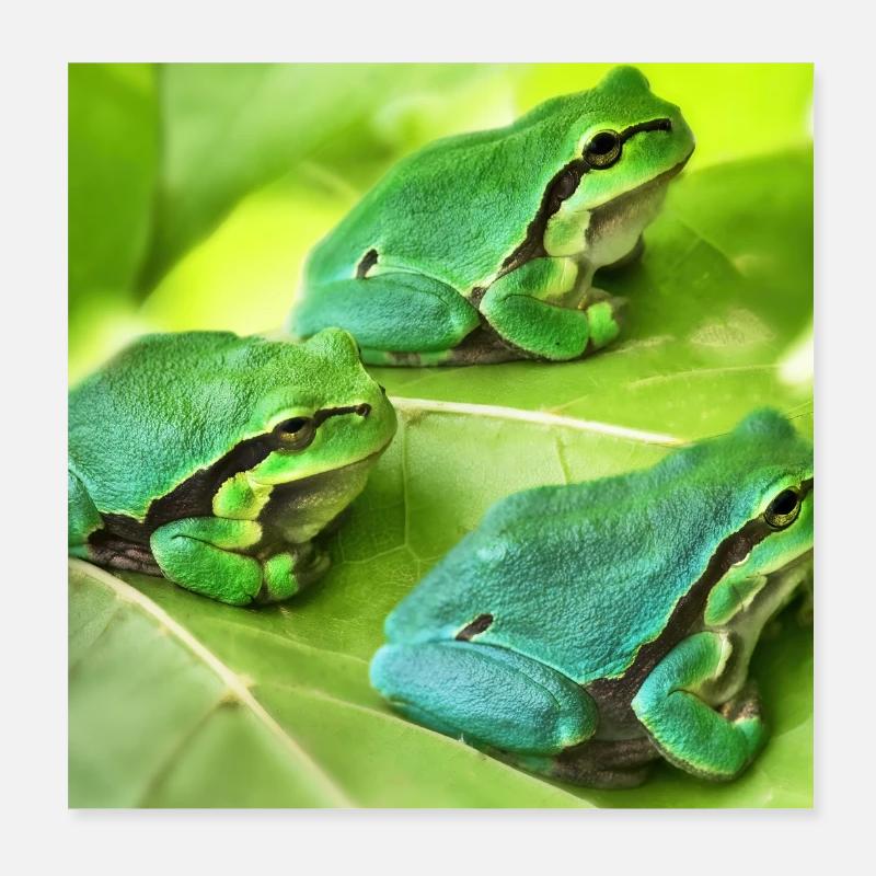 The three green tree frogs Poster 8" x 8" (20x20 cm)