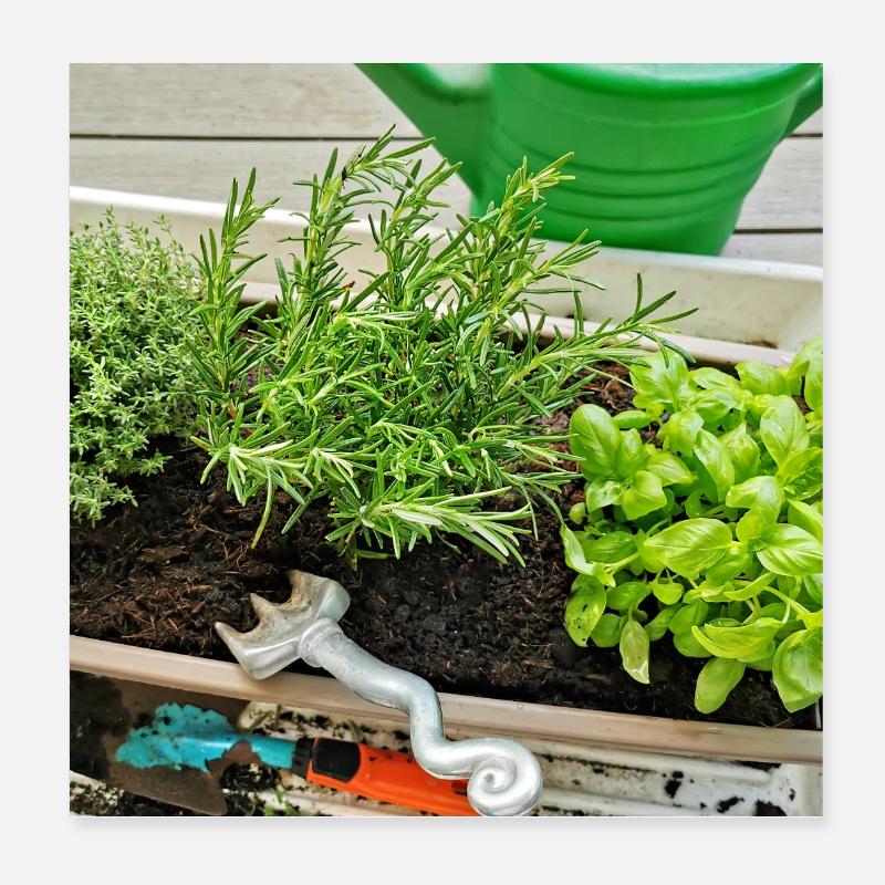 Herbs - Poster 8" x 8" (20x20 cm) - white