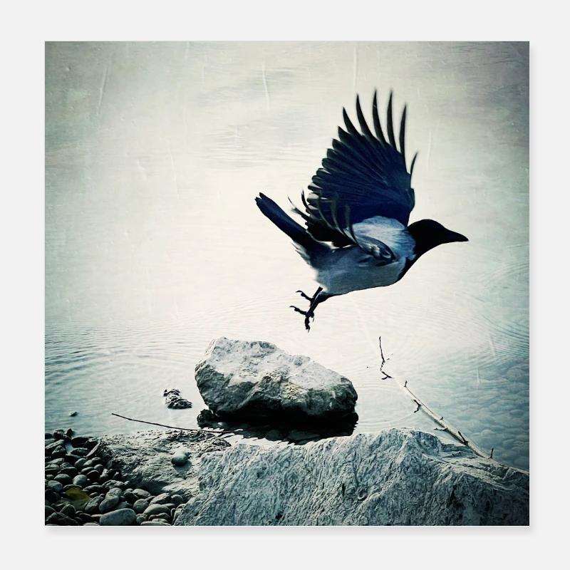 Krähenflug Poster 20x20 cm