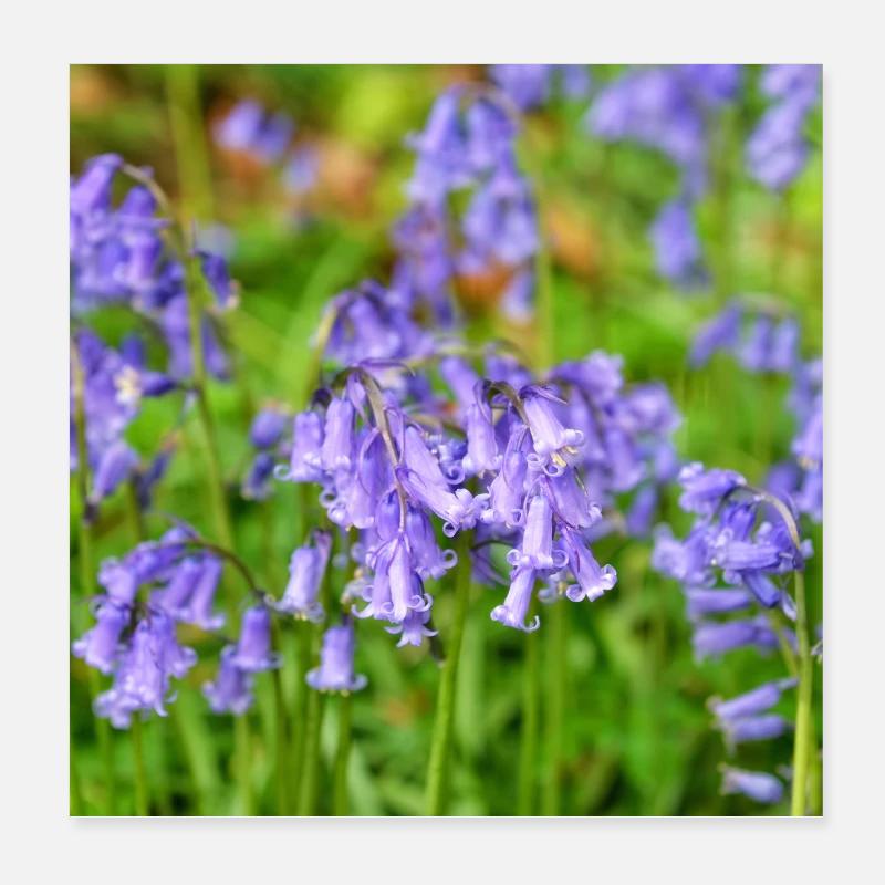 Bluebell - Violet Spring Bloom Poster 8" x 8" (20x20 cm)