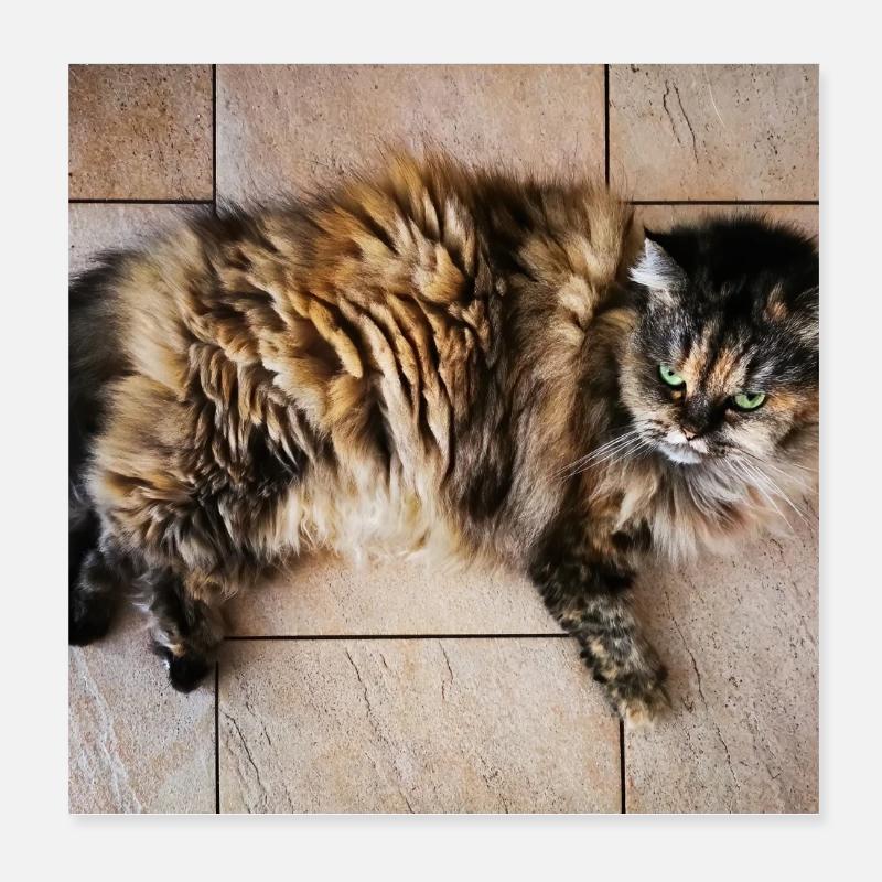 Kitty Cat Poster 20x20 cm