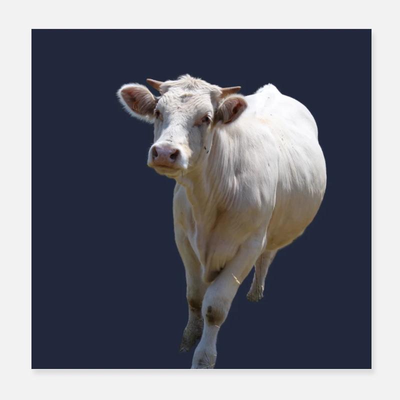 vache vache laitiere Poster 20 x 20 cm