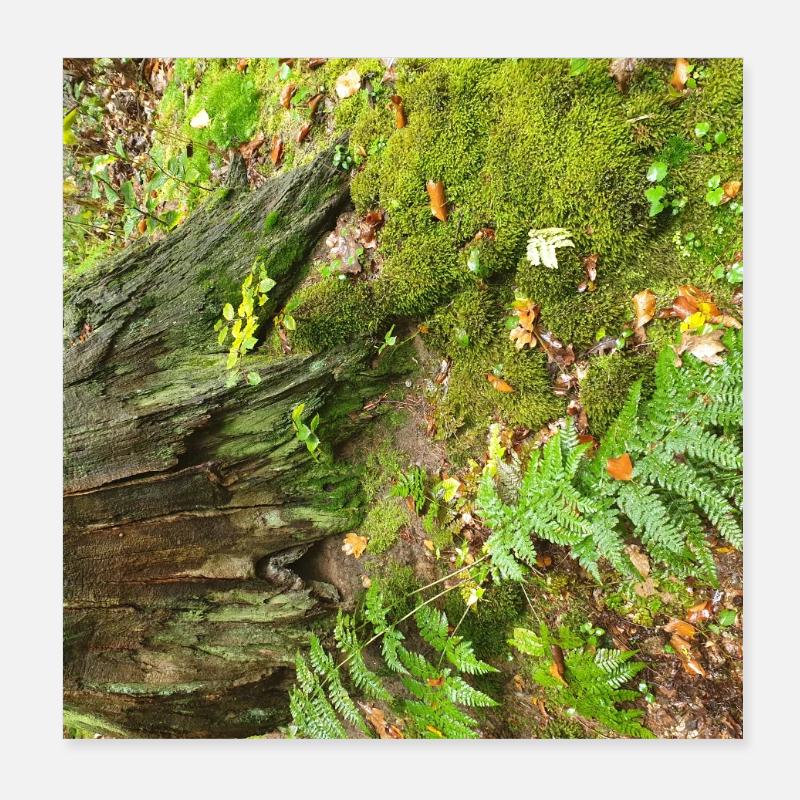 Waldstumpf mit Moos und Farnen - Poster 20x20 cm - Weiß