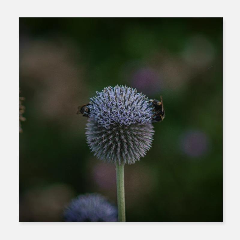 Bees on Purple Globe Thistle Poster 8" x 8" (20x20 cm)